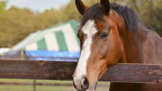 Brown horse with white face hanging head over a wood rail. | Tkgraphicdesign | Dreamstime.com