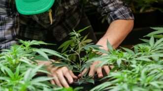 A worker tending to a marijuana plant | Eric Limon / Dreamstime.com